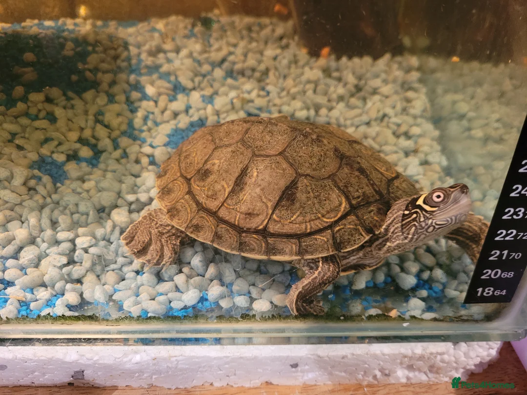 Turtle reptiles for sale: 2 turtle (map)m & f - Advert 2
