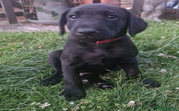 Labrador Retriever dogs - Advert 3