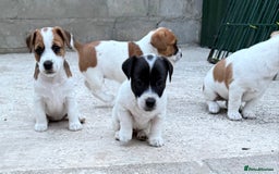 Jack Russell dogs for sale: Jack Russell terrier pup  - Image 1