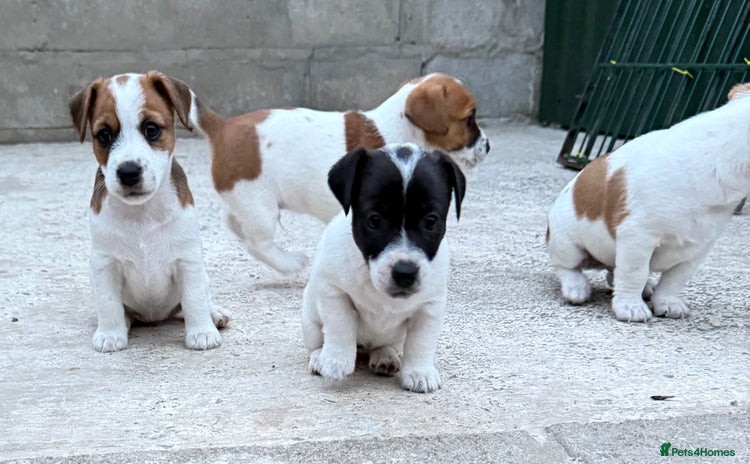Jack Russell dogs - Advert 3