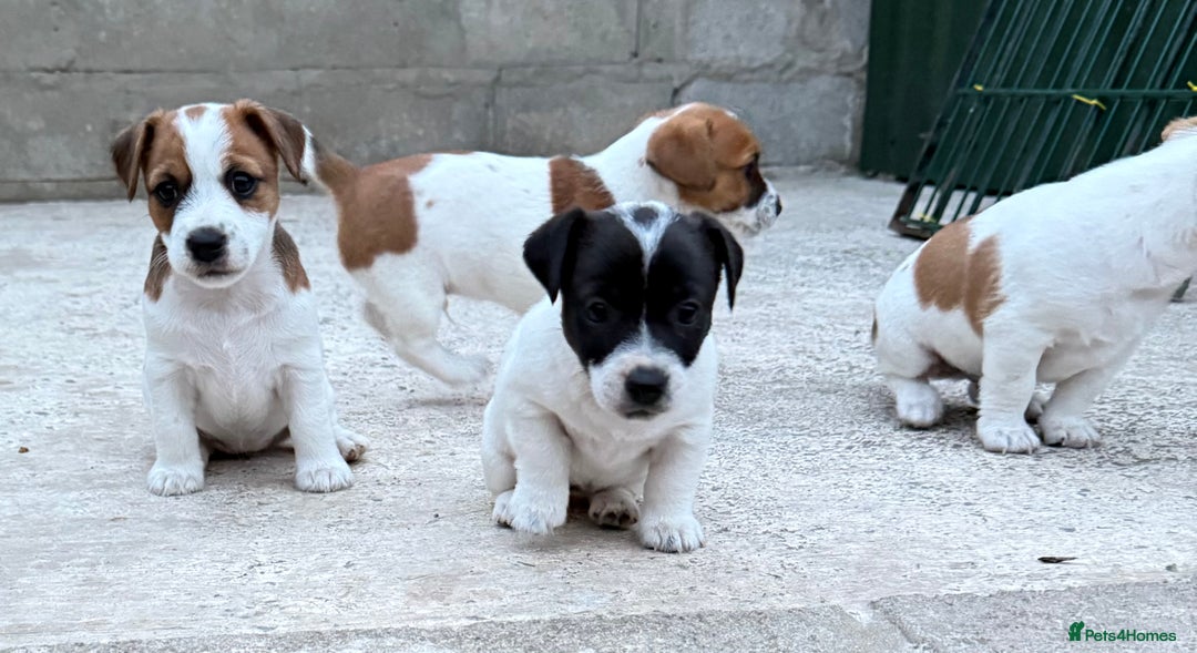 Jack Russell dogs for sale: Jack Russell terrier pup  - Image 1