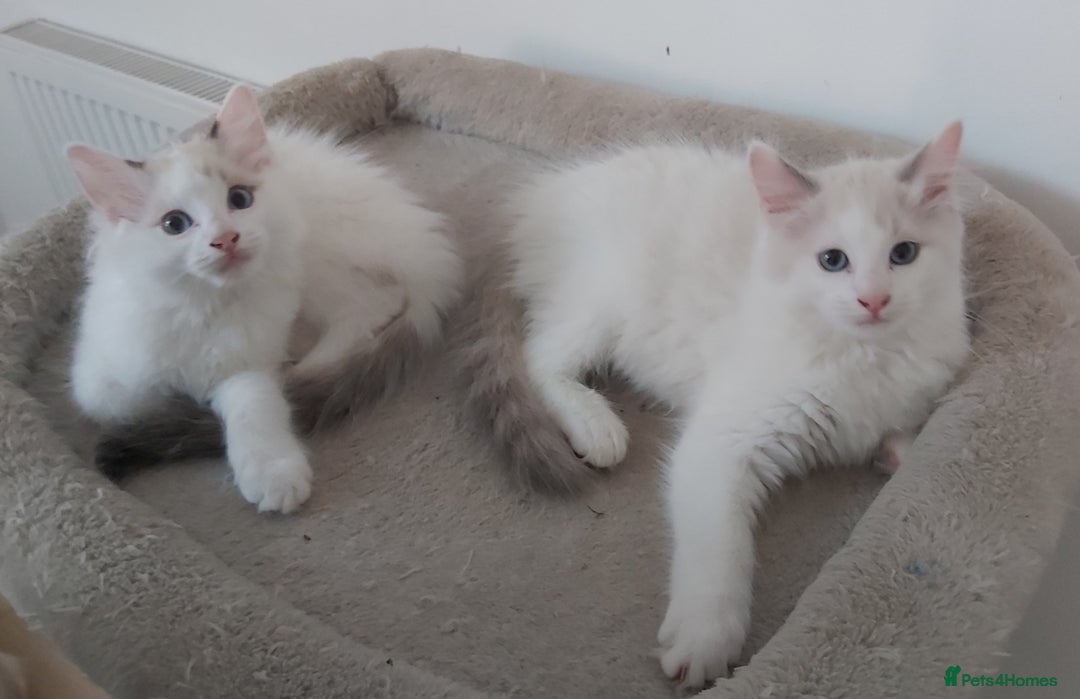 Ragdoll cats for sale: RAGDOLLS BOYS BICOLOUR VACCINATED MICROCHIPED  - Image 13