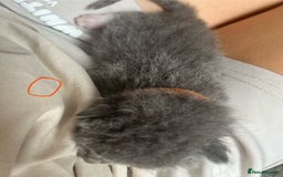 Ragdoll cats for sale: Ragdoll X Sphynx kittens  - Image 15