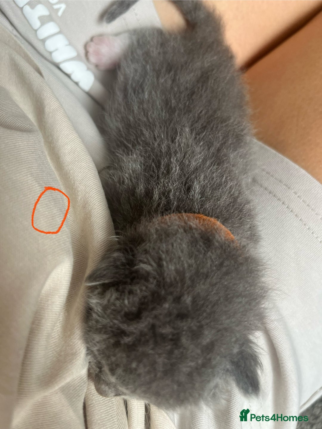 Ragdoll cats for sale: Ragdoll X Sphynx kittens  - Image 15