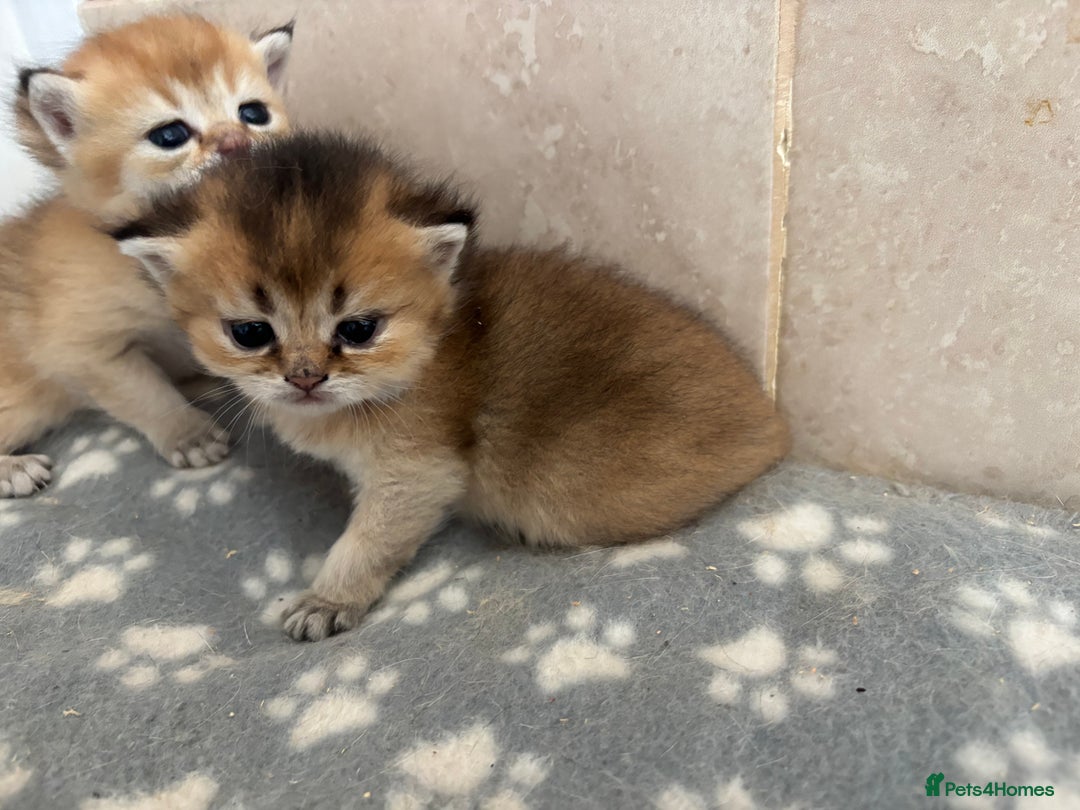 British Shorthair cats for sale: GCCF registered Golden BSH champion line, Boys - Image 23