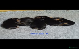 Yorkshire Terrier dogs for sale: YORKSHIRE TERRIER PUPPIES with OWN VET HEALTH CERT - Image 23