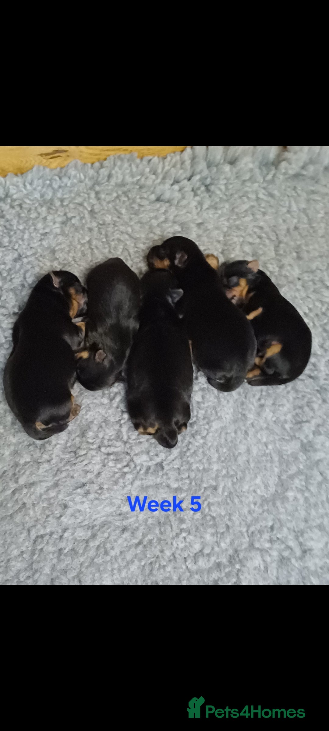 Yorkshire Terrier dogs for sale: YORKSHIRE TERRIER PUPPIES with OWN VET HEALTH CERT - Image 23