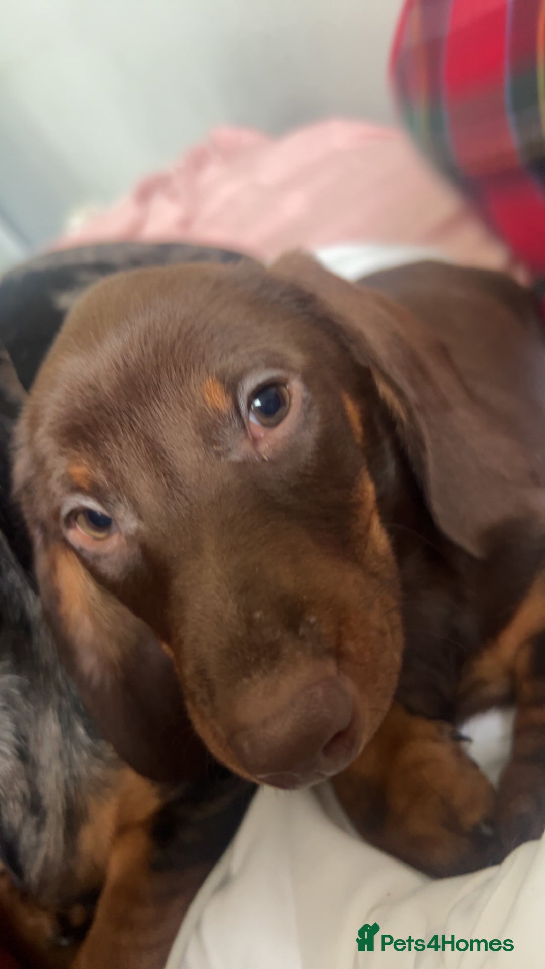 Dachshund dogs for sale: Dachshund puppy - Advert 9