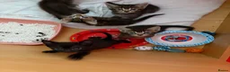British Shorthair cats for sale: Tabby kittens - Advert 10