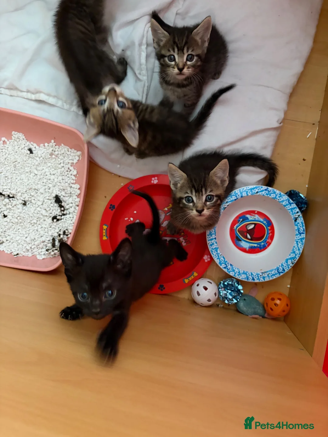 British Shorthair cats for sale: Tabby kittens - Advert 10