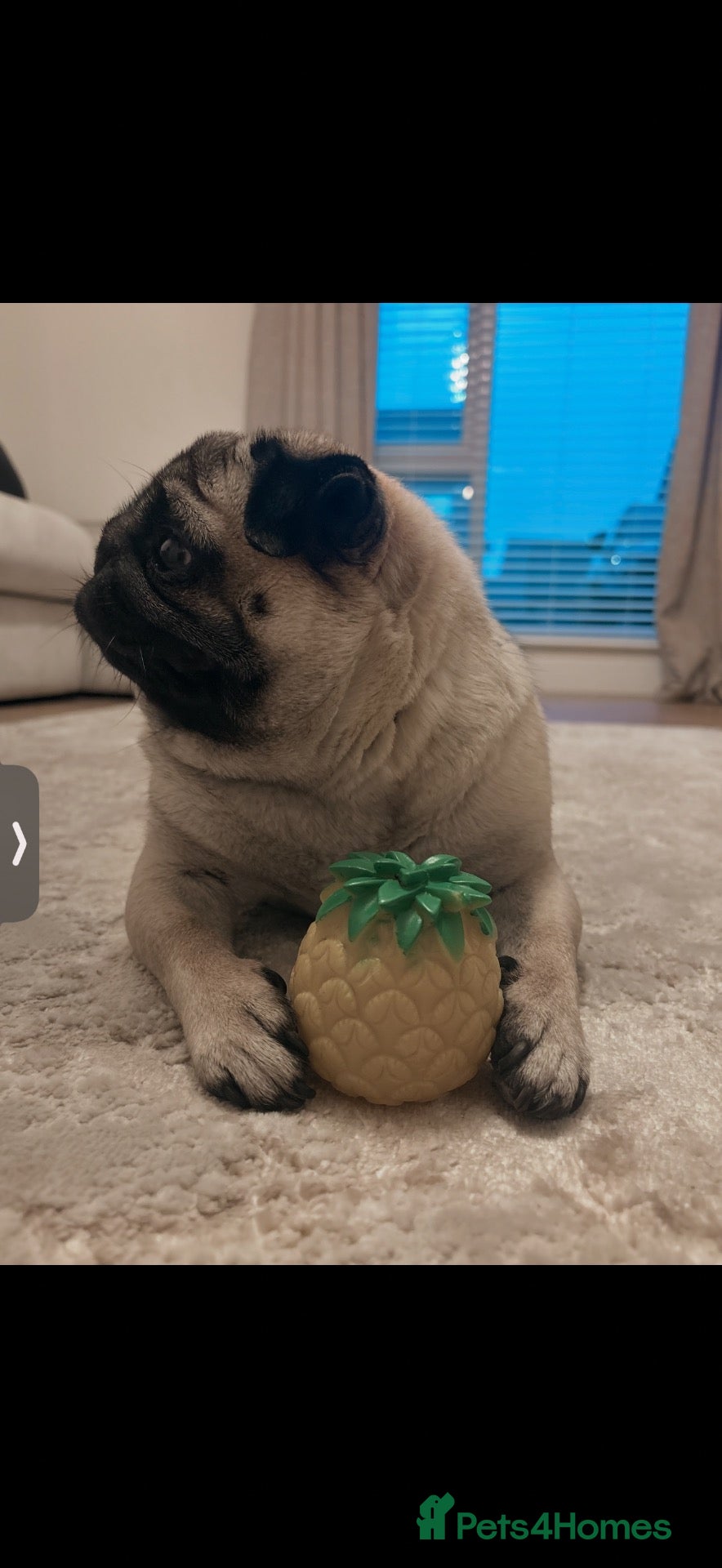 Pug dogs for sale: Stunning pug little betty - Advert 3