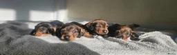 Dachshund dogs for sale: Kc registered Standard Wirehair dachshund  - Advert 17