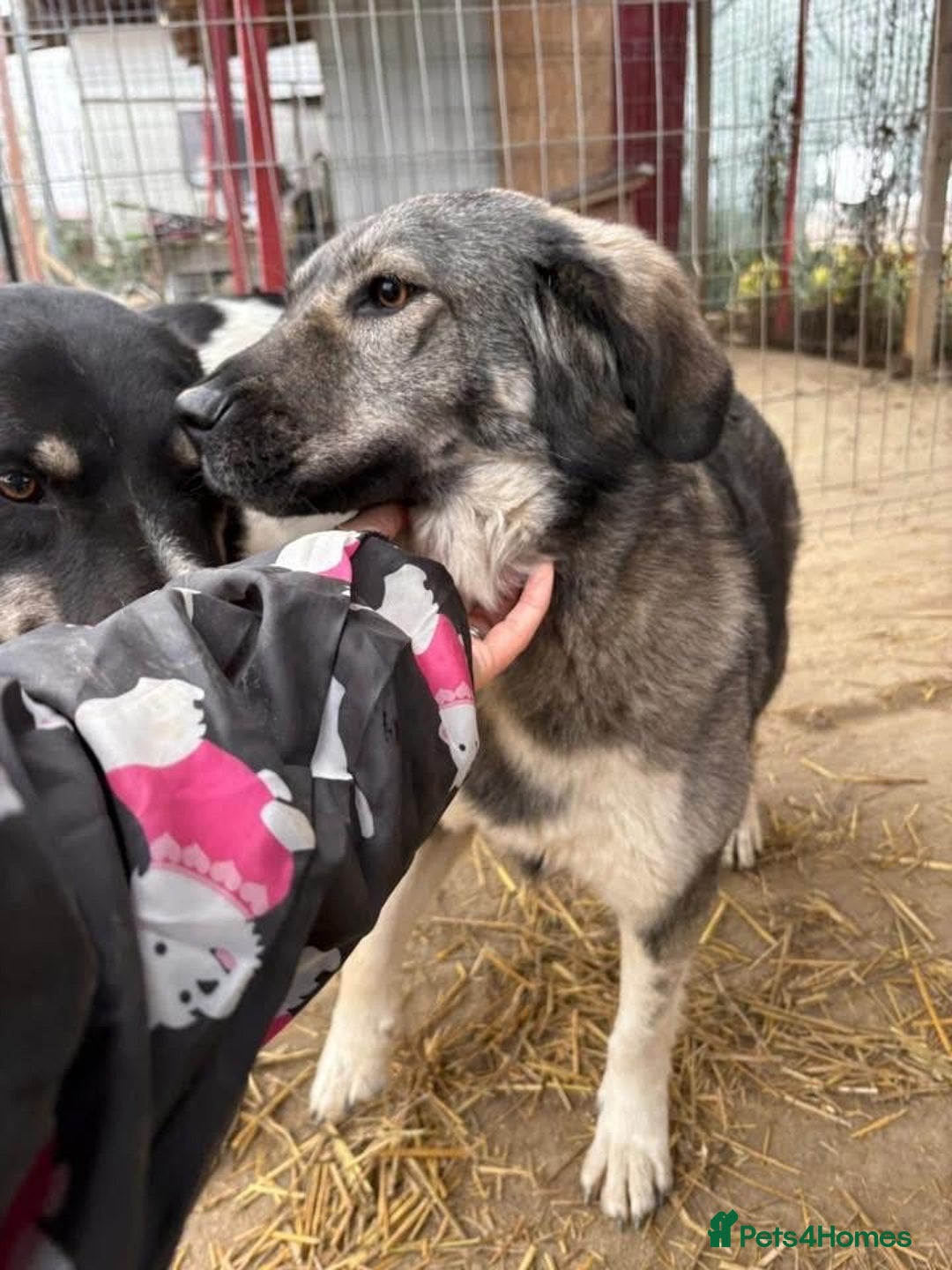 Mixed Breed dogs for adoption: Lola - Norwich Norfolk  - Advert 6