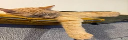 Mixed Breed cats for sale: Ginger tabby in Callington - Advert 1