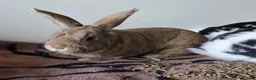 Mixed Breed rabbits for sale: 3 bonded boys  in Andover - Advert 3