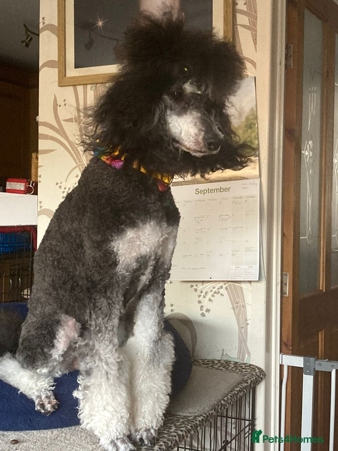 Standard Poodle dogs for sale: Beautiful standard poodle puppies - Advert 33