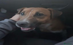 Plummer Terrier dogs for sale: Plummer terrier  - Image 2