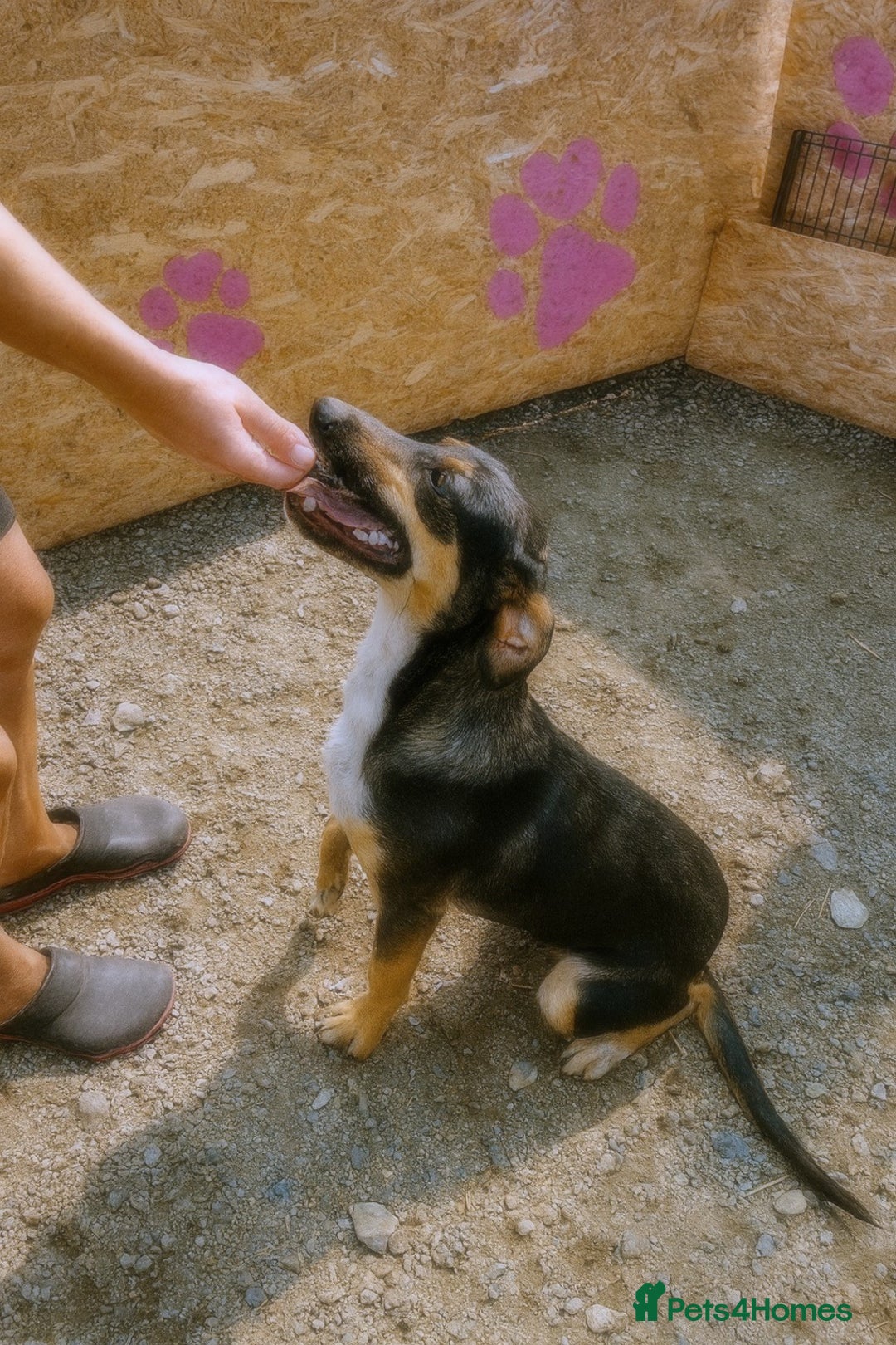 Mixed Breed dogs for adoption: 🐾 Ollie – A Soft Heart Waiting for a Home - Advert 3