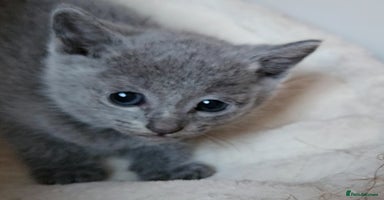Russian Blue cats - Advert 4