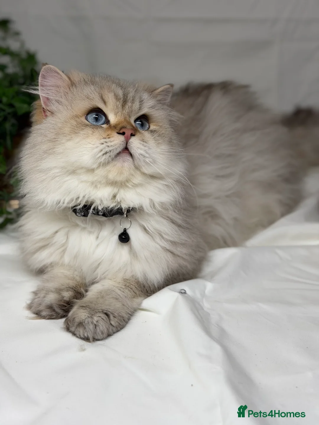 British Longhair cats for sale: British Longhair adorable kittens  - Advert 12