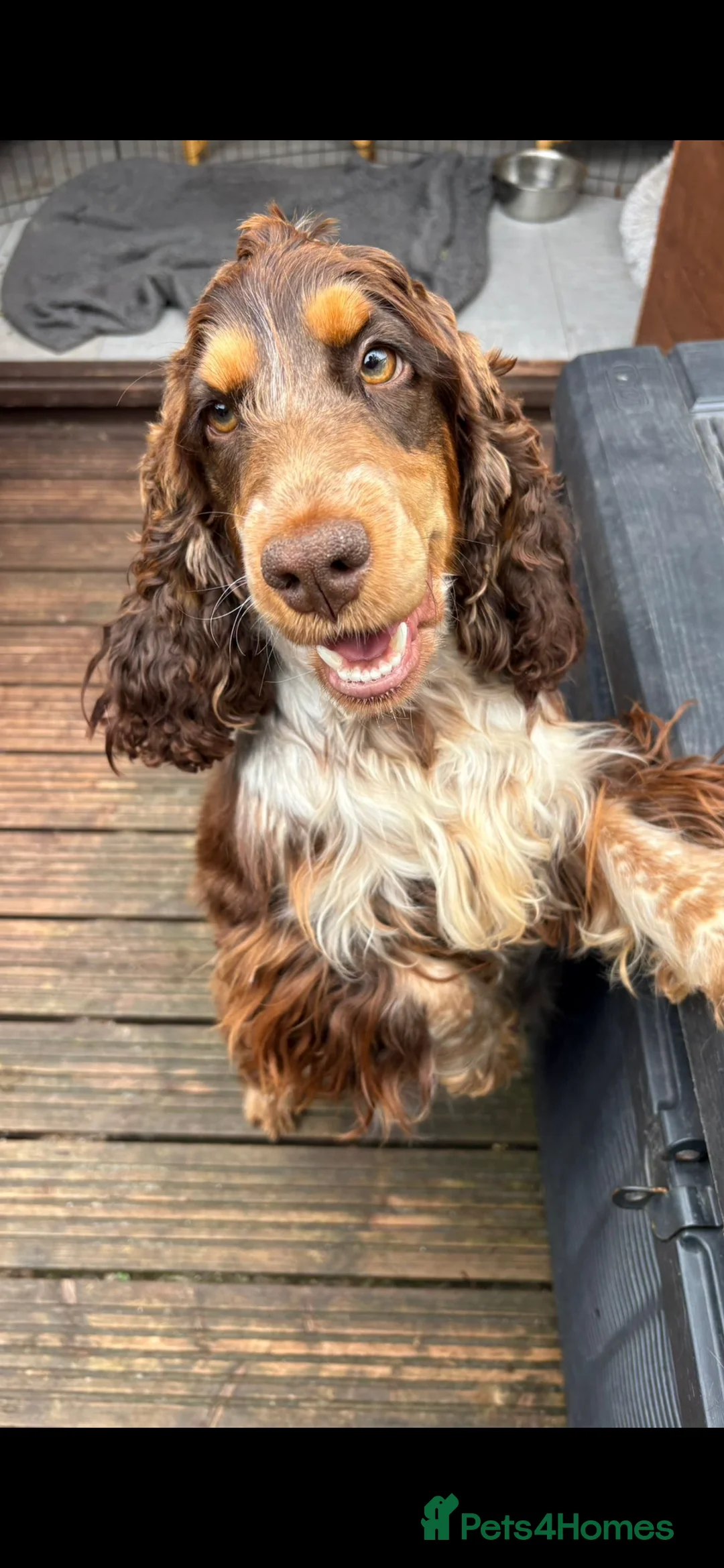 Cocker Spaniel dogs for sale: Show cocker spaniel pups  - Advert 5