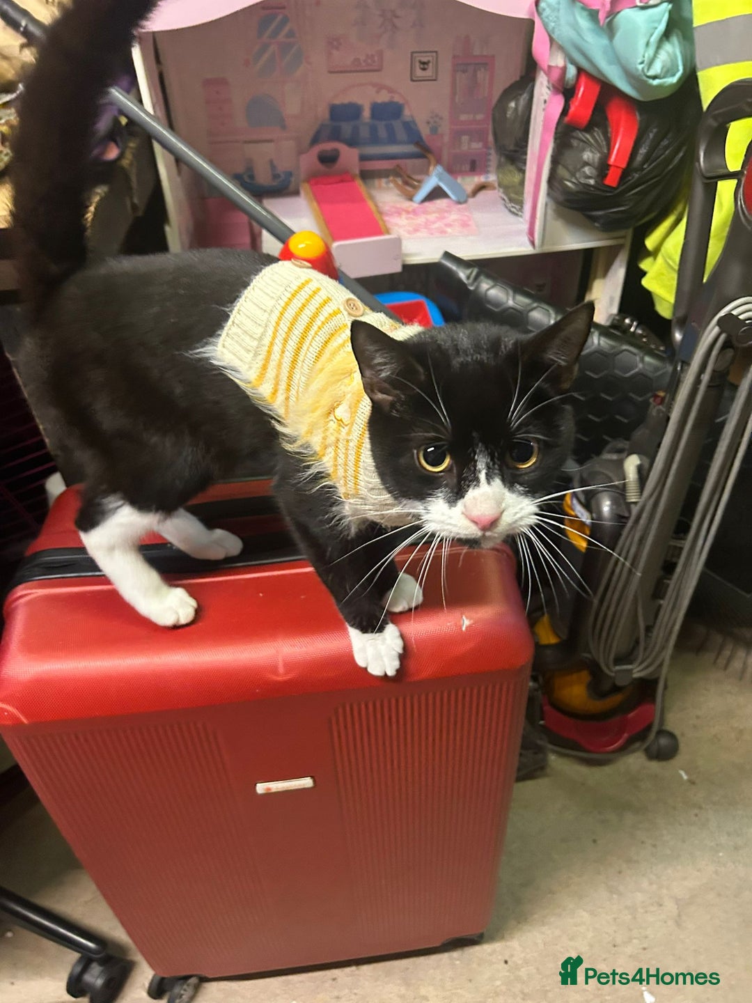 Mixed Breed cats for sale: Need immediate rehoming - Advert 2