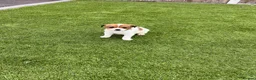 Jack Russell dogs for sale: 7 beautiful jack Russel puppies for sale - Advert 22