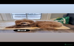 Cockapoo dogs for sale: Adorable Cockapoo pups 🦴🐾 - Image 33