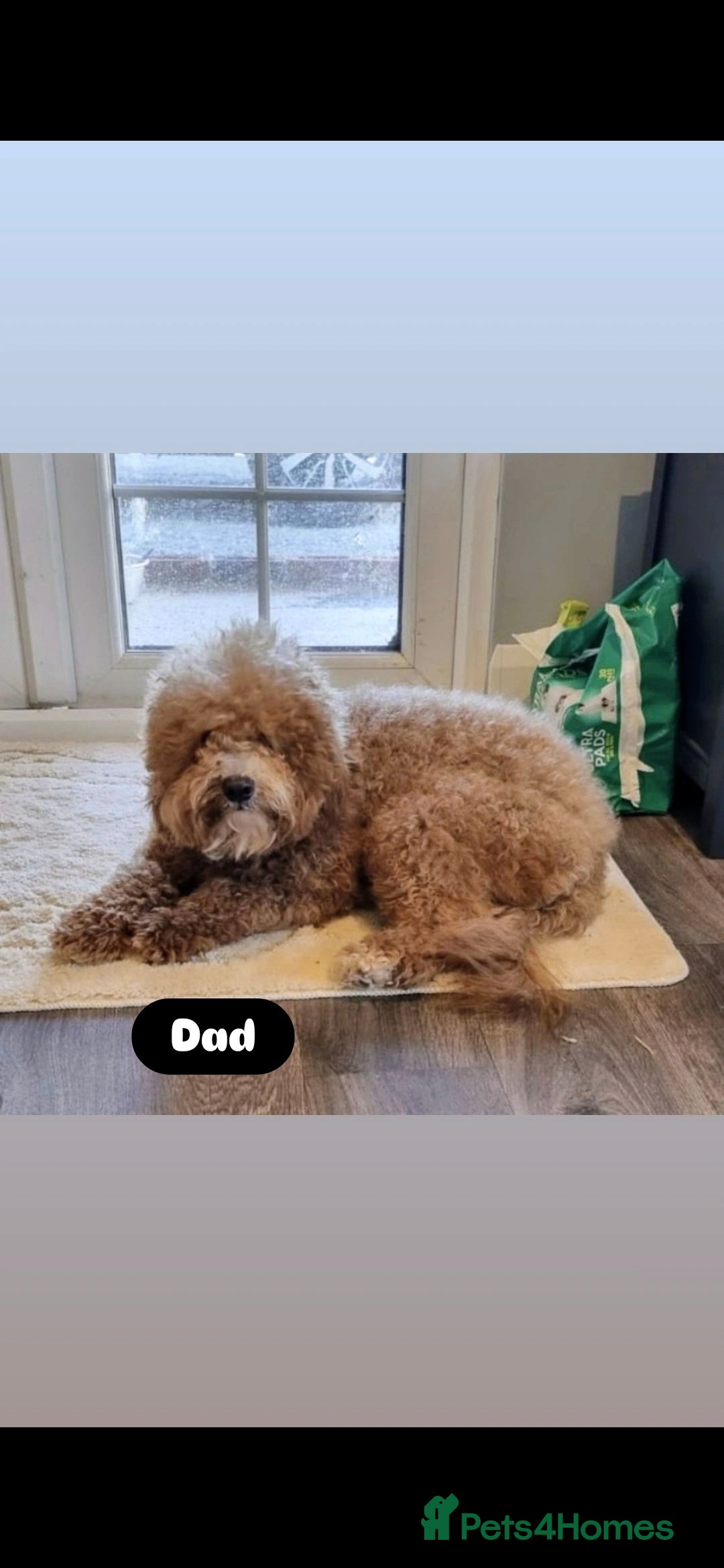 Cockapoo dogs for sale: Adorable Cockapoo pups 🦴🐾 - Image 33