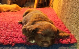 Sprocker dogs for sale: Adorable, well-socialised Sprocker Spaniel puppies - Image 22
