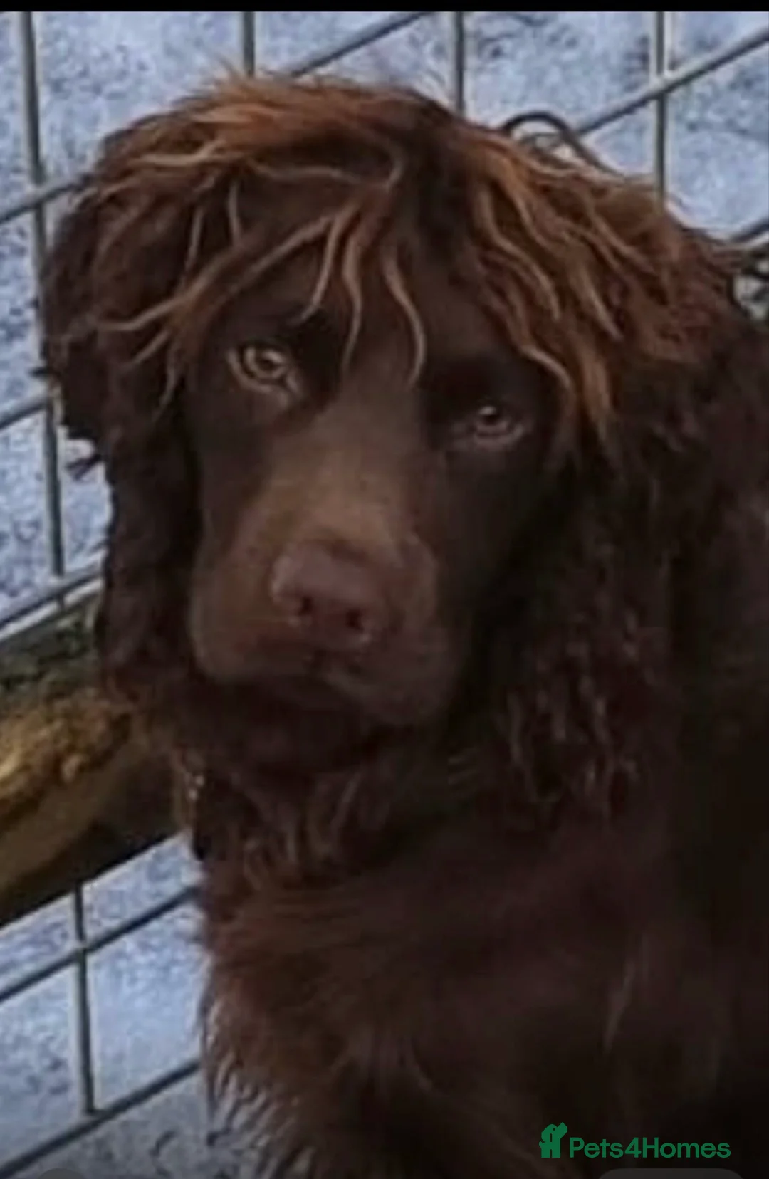Cocker Spaniel dogs for sale: Stunning kc reg cocker spaniels  - Advert 15