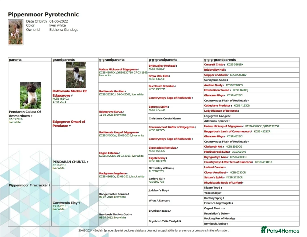 English Springer Spaniel dogs for stud: English Springer Spaniel Stud in Derby - Advert 17