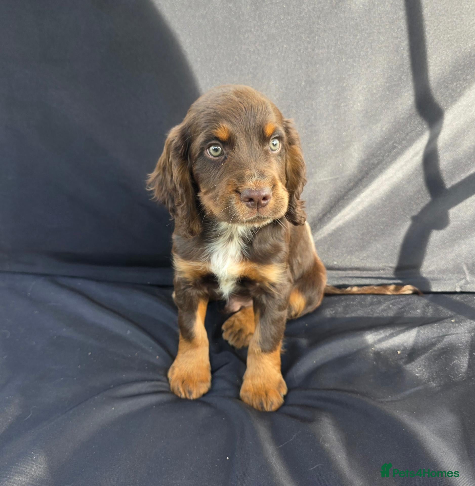 Cocker Spaniel dogs KC Reg health tested working cocker spaniel pups  - Advert 1