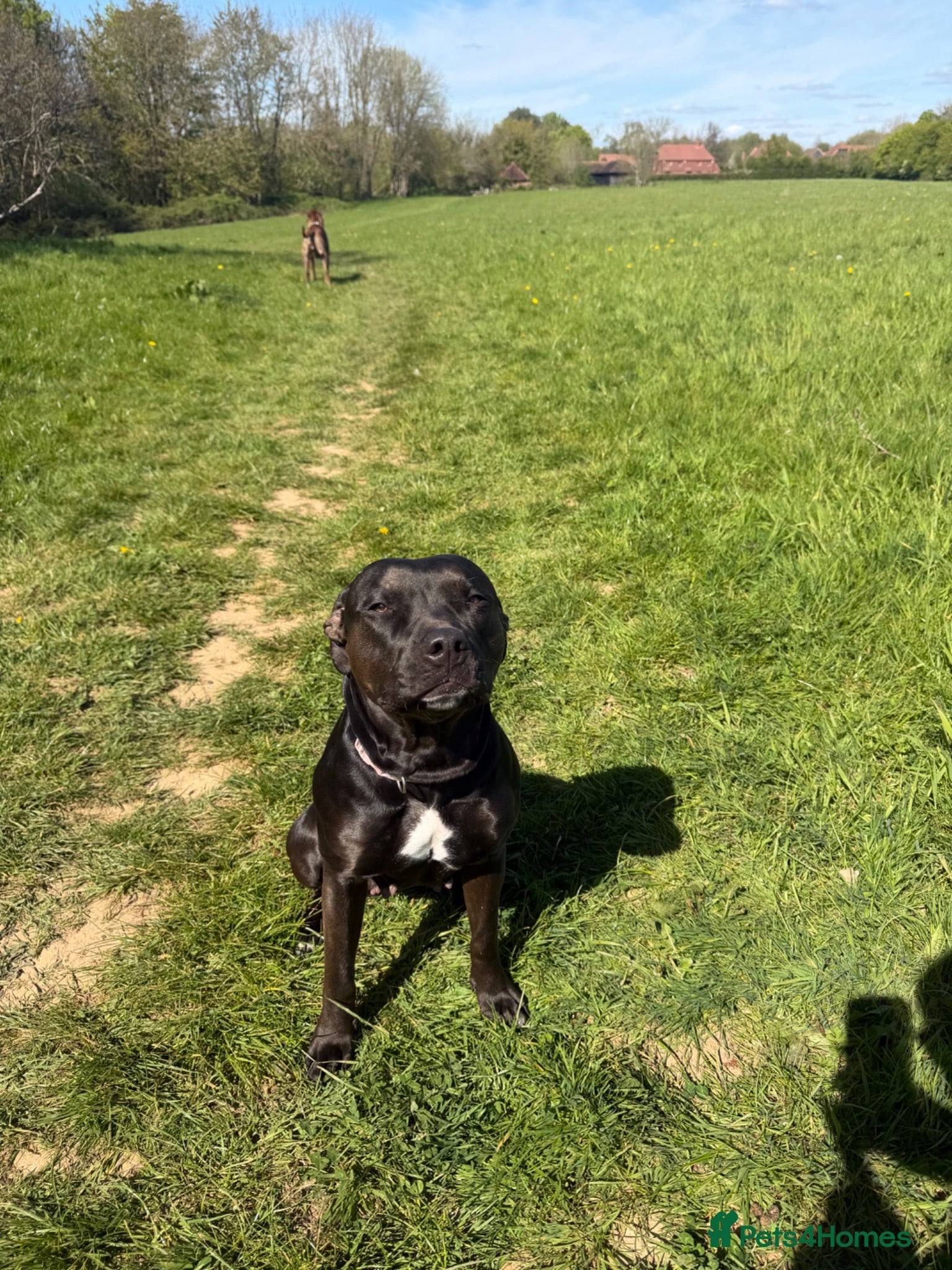 Mixed Breed dogs Cane corso x staff pups  - Advert 3