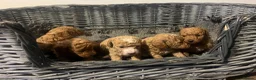 Poochon dogs for sale: F1B poochon puppies  - Advert 2