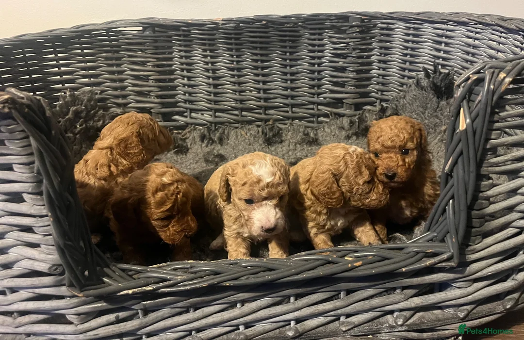 Poochon dogs for sale: F1B poochon puppies  - Advert 2