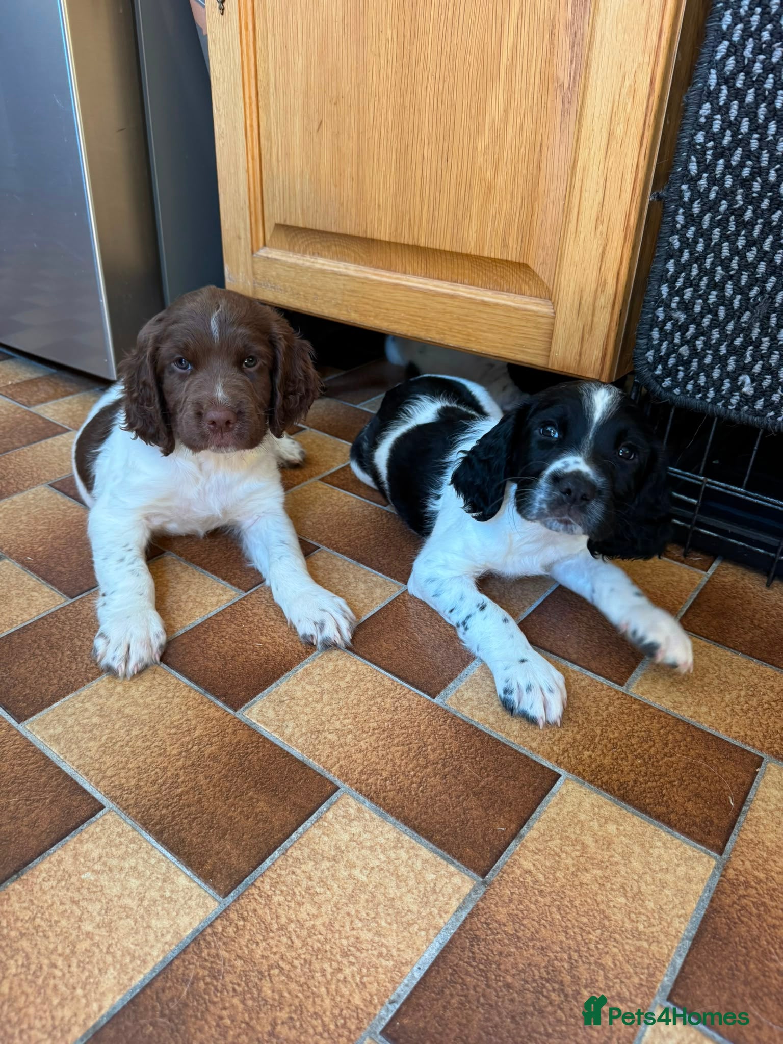 English Springer Spaniel dogs English Working Springer Spaniels - Advert 1