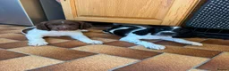 English Springer Spaniel dogs for sale: English Working Springer Spaniels - Advert 1