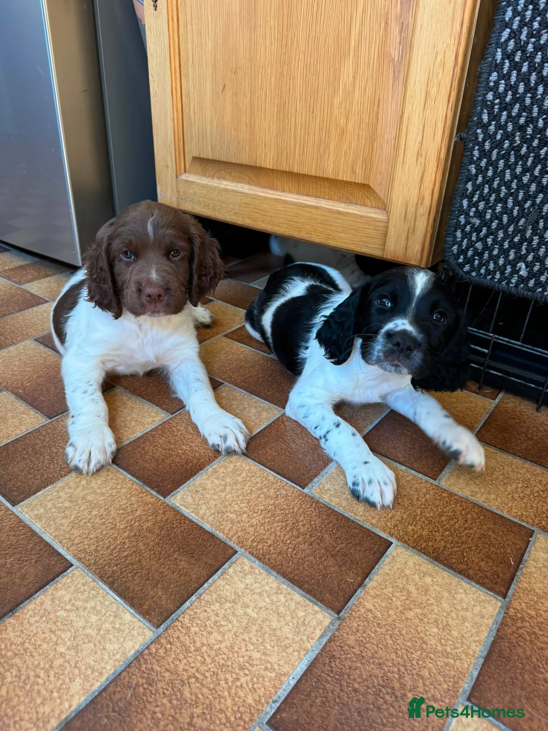 English Springer Spaniel dogs for sale: English Working Springer Spaniels - Advert 1