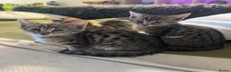 Mixed Breed cats for sale: Savannah x Maine Coon kittens - Advert 5