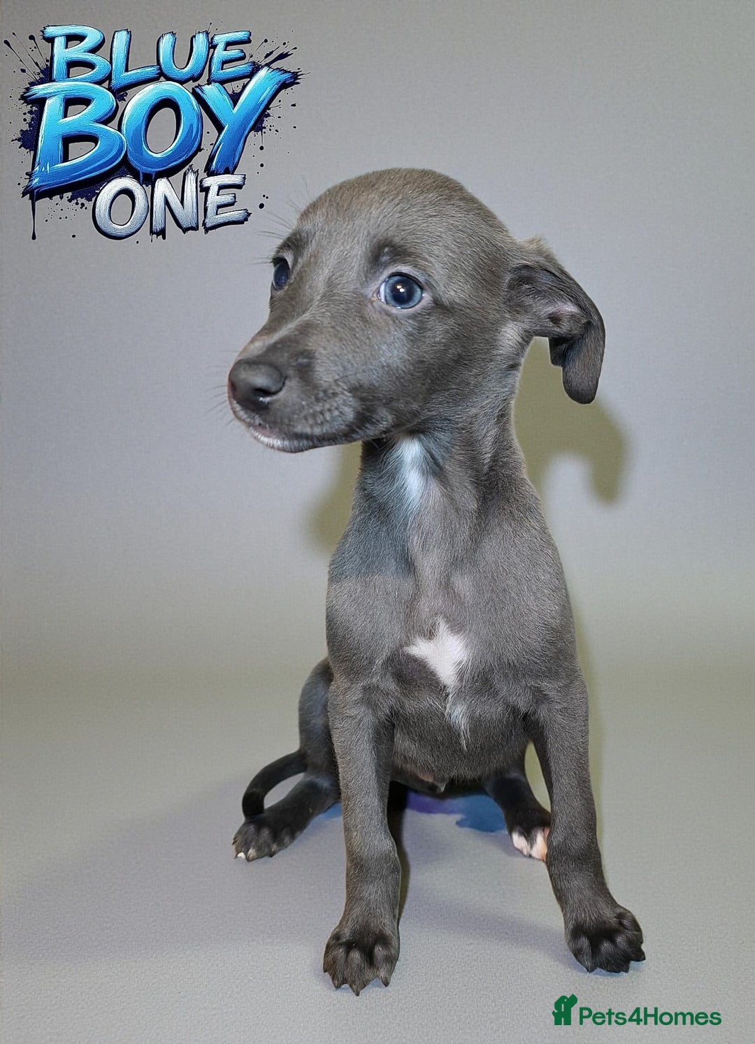 Whippet dogs for sale: 5 beautiful male whippet puppies  - Advert 5