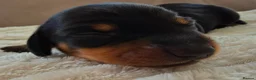 Miniature Dachshund dogs for sale: Beautiful Miniature Daschund Puppies  - Advert 13