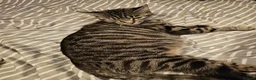 Mixed Breed cats for sale: I have 4 kittens 2 boys 2 girls in Sittingbourne - Advert 6