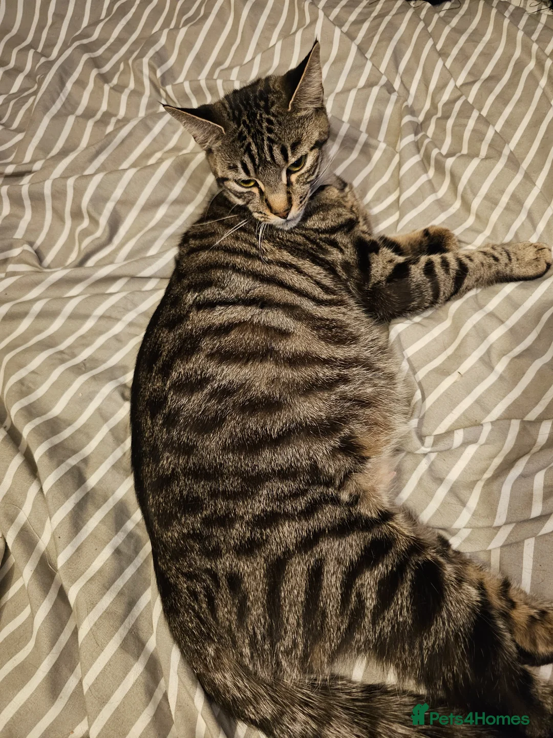 Mixed Breed cats for sale: I have 4 kittens 2 boys 2 girls in Sittingbourne - Advert 6