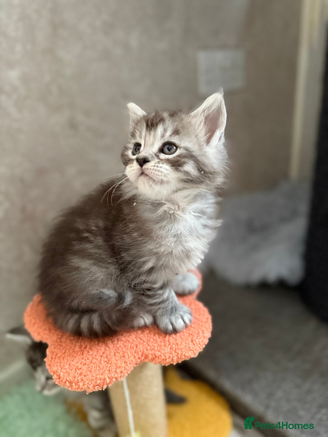 Maine Coon cats for sale: GCCF Maine coon stunning large kittens  - Advert 17