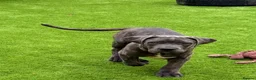 Cane Corso dogs for sale: Brutus(X-Man) World Winner line Cane Corso Puppies - Advert 3