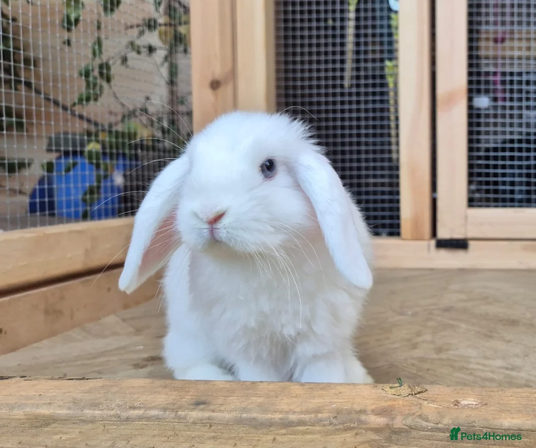 Mini Lop rabbits for sale: Mini lops 5 does 1 buck available  8 weeks old  - Advert 6