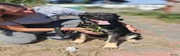 Mixed Breed dogs for adoption: 💙🐶 TOBIK – THE BEST PUPPY I EVER MET - Advert 20