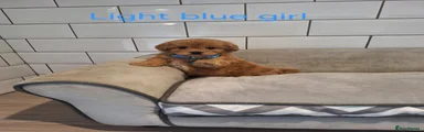 Cavapoochon 6