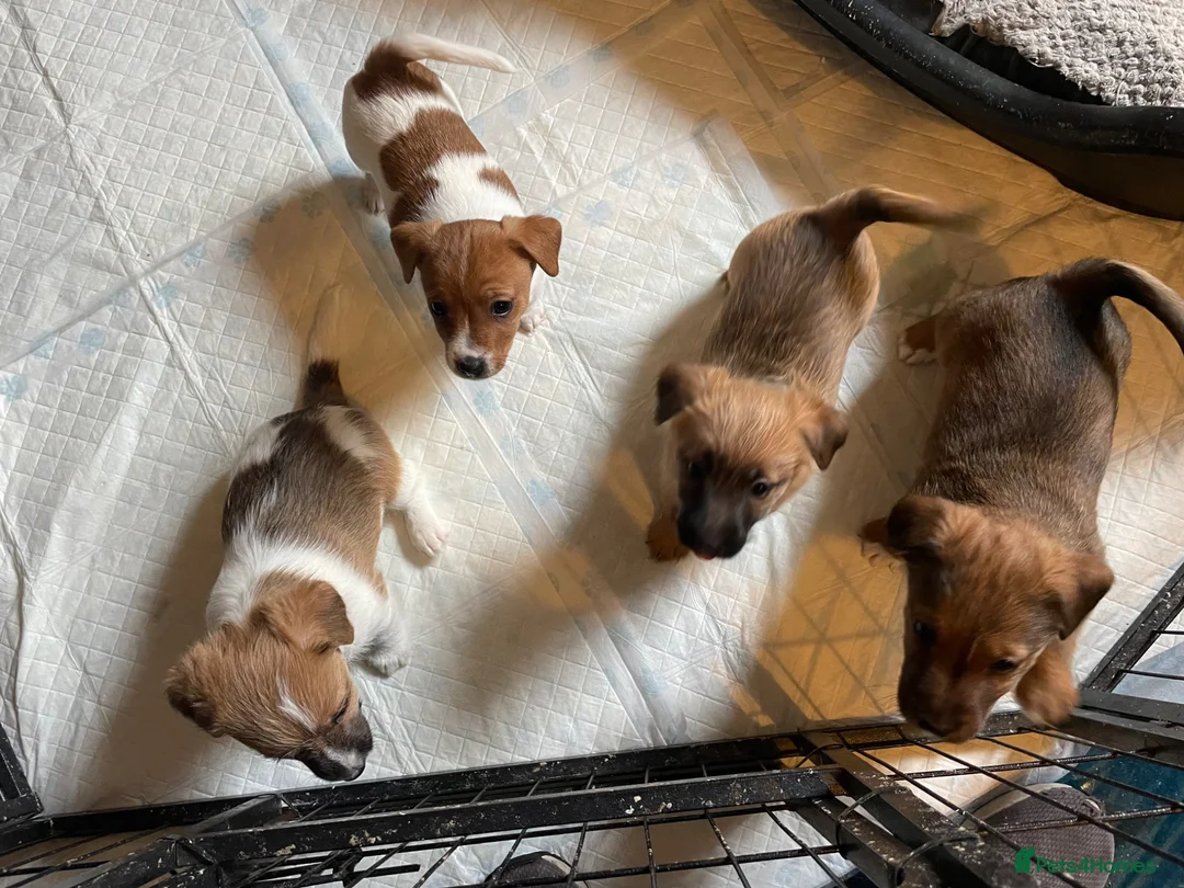 Jack Russell dogs for sale: Beautiful Jack Russell puppies  - Advert 1